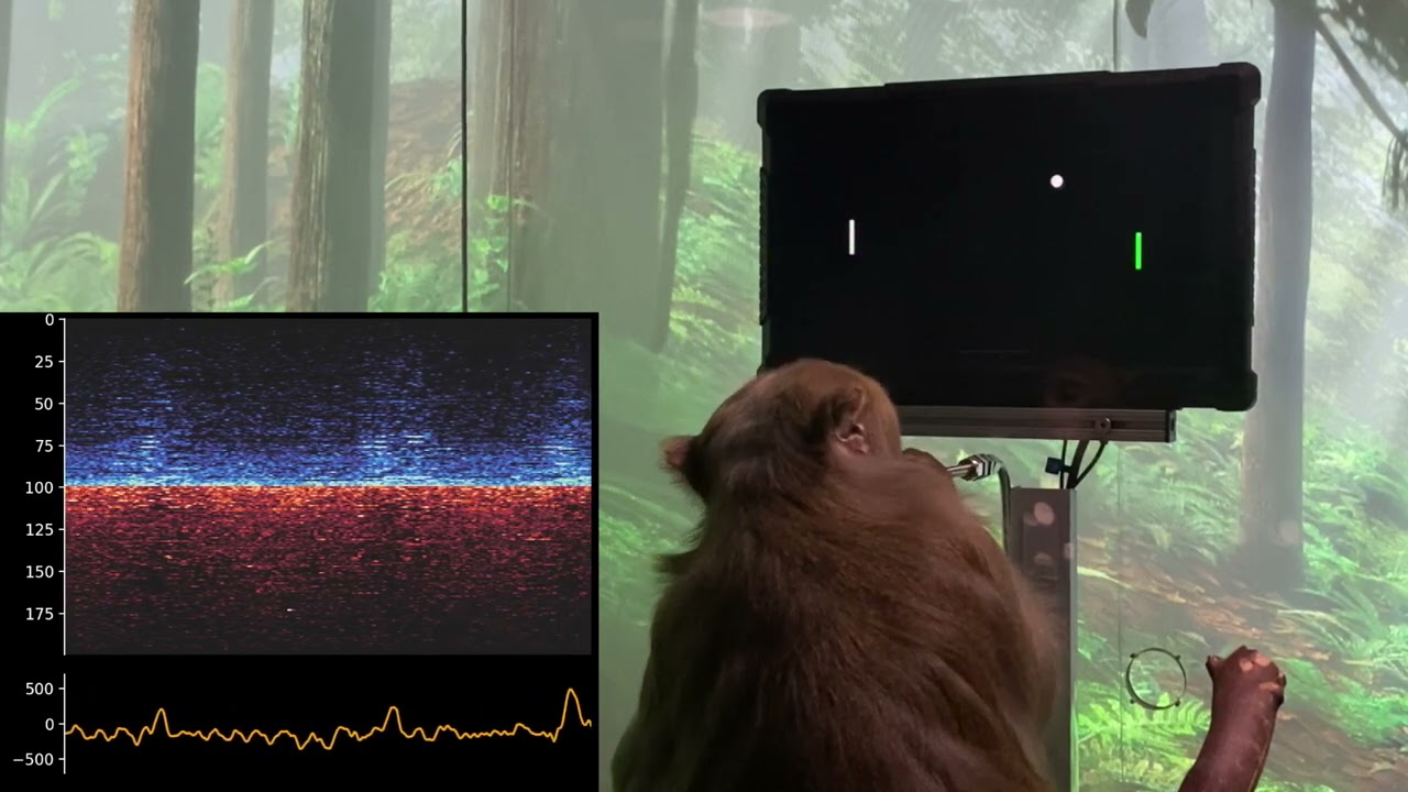 Neuralink впервые показала чипированную обезьяну. Она управляет компьютером силой мысли. Чипированная обезьяна Neuralink. Фото.