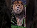 🦁 A Lion Never Worries About the Opinion of Sheep 👑#motivation #lion #shorts