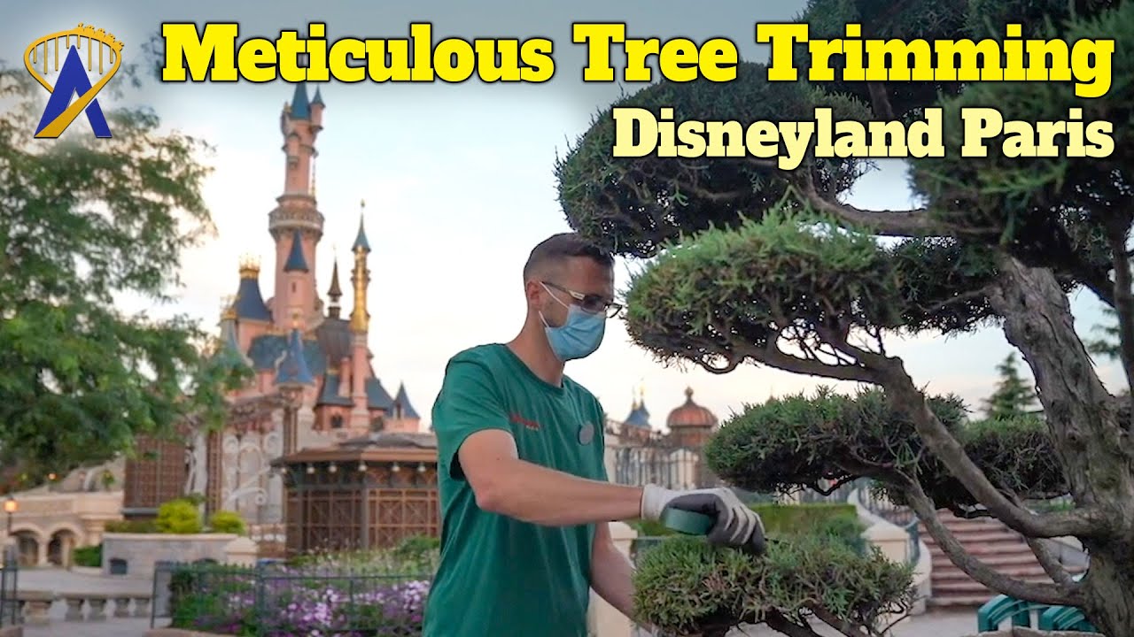 Tree Trick Disneyland