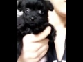 Bebe Rexha cute Puppy (bear_rexha)