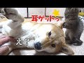 リラックスモードの柴犬にちょっかいをかける子猫-- Kitten will be a prank to Shiba Inu--