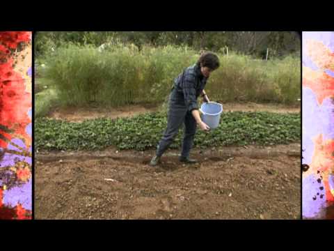 Video: Informacije o austrijskom zimskom grašku - naučite kako uzgajati austrijski zimski grašak