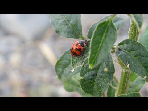 Video: Một hành động bọ rùa giá bao nhiêu?