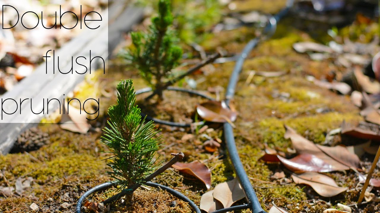 Field pines candle pruning, double flush pines Arkefthos Bonsai YouTube