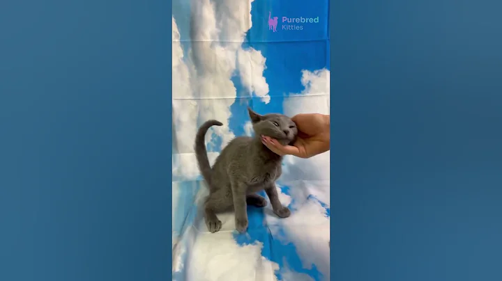 Video 10815941: russian blue female kitten, adorable russian blue kitten, meet russian blue, beautiful russian blue