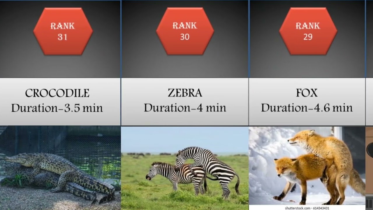 Comparison:60 Animals Sex Time Duration_Longest Mating Animals!!! - YouTube