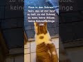 Kylie sagt, nein danke #catlovers #katze #cat #fürdich #zukalt #schnee #katzenvideos