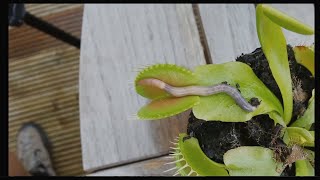 WORM CRUSHED BY VENUS FLYTRAP.