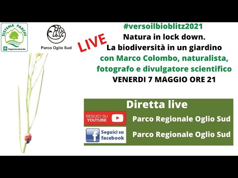 Video: Coraggio di coccinelle e accoppiamento: cosa abbiamo imparato