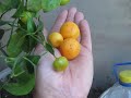 КАЛАМОНДИН В ОРГАНІЧНІЙ ЗЕМЛІ І  ОРГАНІЧНИМ ЗАЛІЗОМ   CALAMONDIN IN ORGANIC SOIL AND ORGANIC IRON