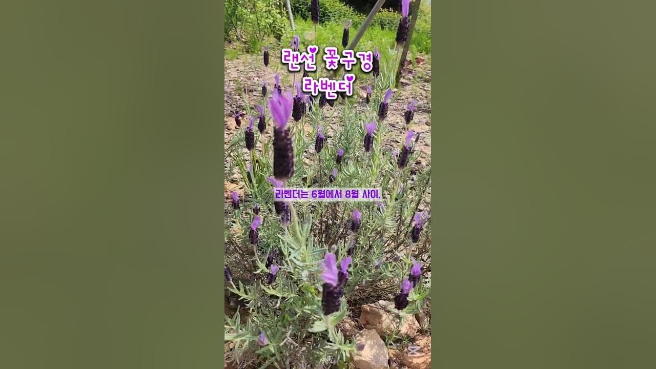 지중해의 향기, 라벤더 개화 시기와 의미 #꽃말 #꽃구경 #라벤더 #꽃놀이 #flowers #shorts #힐링 #꽃 #행복 #위로 #일상 지중해의 향기, 라벤더 개화 시기와 의미 #꽃말 #꽃구경 #라벤더 #꽃놀이 #flowers #shorts #힐링 #꽃 #행복 #위로 #일상