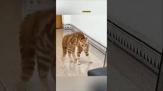 Kucingku Kaget Part 41