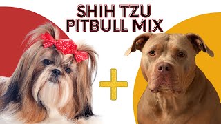 Shih Tzu Pitbull Mix AKA Pitshih: Know Everything