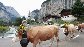 The Alpine Cow Parade alpabzug  Lauterbrunnen  Wengen  Dsalpe switzerland