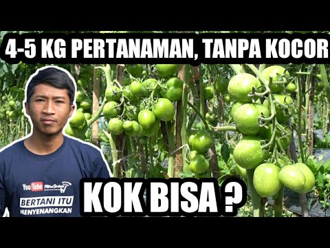 Video: Teman Tumbuhan Tomato - Apakah Teman Yang Baik Untuk Tomato