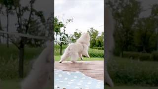 포메는 참지 않긔😡 #포메라니안성격, #포메성질머리, #귀여운강아지