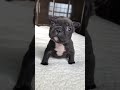 Guta is the cutest puppy  shorts frenchbulldog