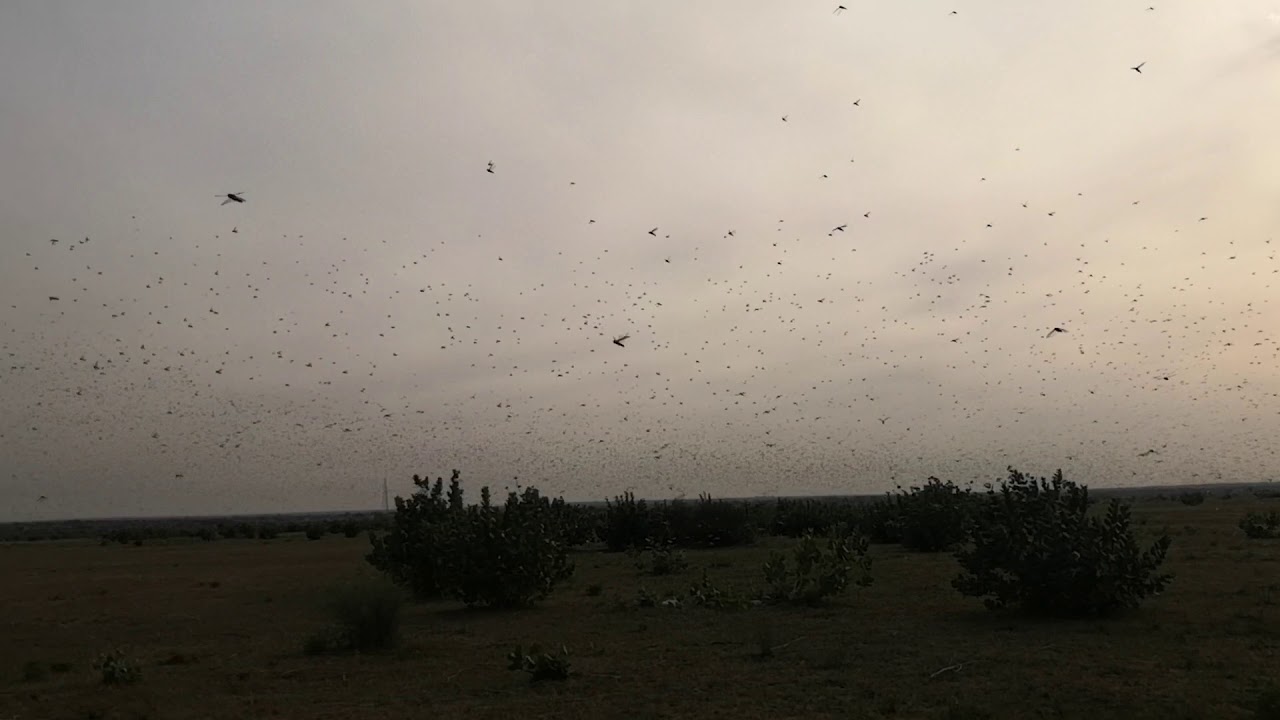Attacking Flying Insect Attack of Insects - YouTube
