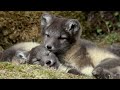 Raising arctic fox cubs  animal super parents  bbc earth