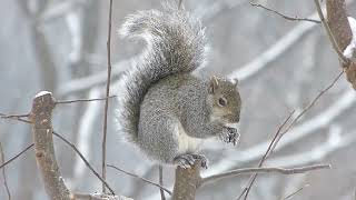 Gray Squirrel and a Wreath made of Seeds!