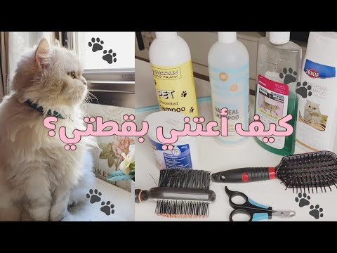 فيديو: كيفية العناية بفراء قطتك