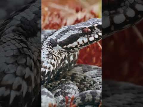 Video: Hvordan fange slangen med røde øyne på poptropica?