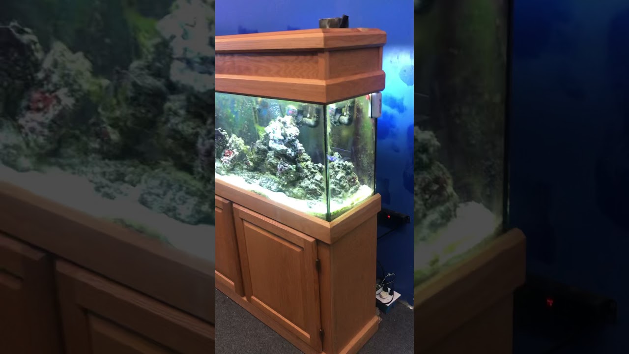55 gallon Reef Ready Saltwater aquarium fish tank complete $800