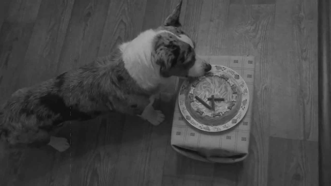 Welsh Corgi Cardigan 36 - ACHILLES Z IREXU „Jeremi" 4 roky