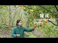 Orange harvest, I put it into tangerine peels, so that three years will not be bad陳皮  ▎Lizhangliu