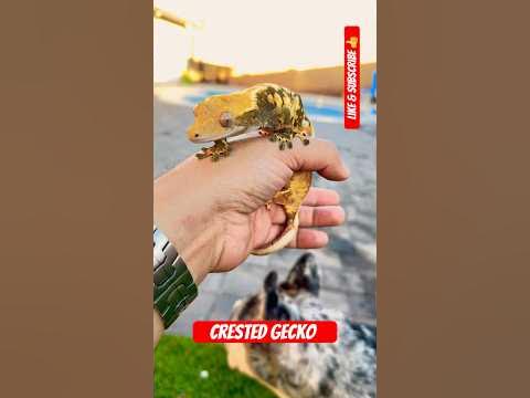 Coolest reptiles, you can own the crested gecko🦎 #crestedgecko #