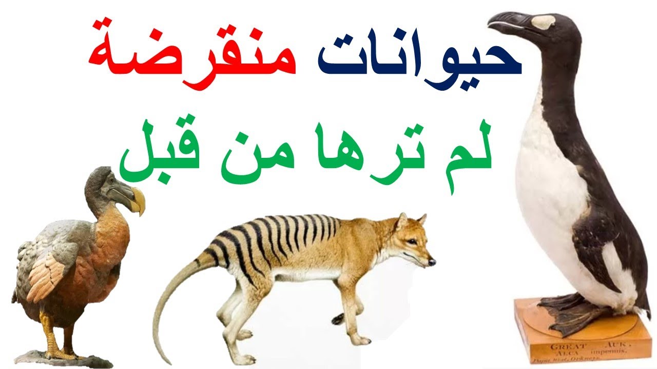 حيوانات منقرضة لم ترها من قبل