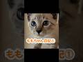 かわいい猫の一日 ＃保護猫 #子猫