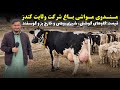 مندوی مواشی باغ شرکت ولایت کندز قیمت گاوهای گوشتی شیری وطنی و خارجی بز و گوسفند OmarKhanKhatab 