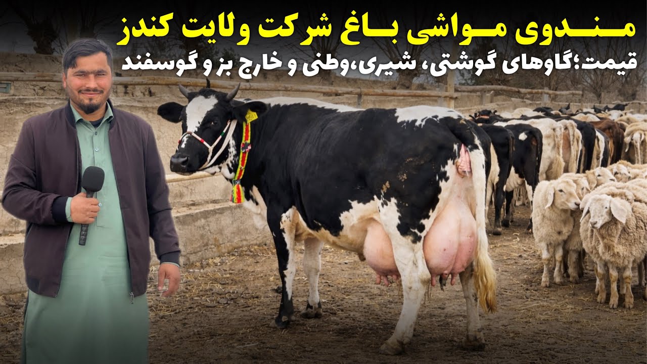 مندوی مواشی باغ شرکت ولایت کندز|قیمت;گاوهای گوشتی،شیری،وطنی و خارجی بز و گوسفند|@OmarKhanKhatab