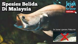 Spesies ikan belida Malaysia
