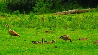 The Secret Routes of Migratory birds | Wild Birds