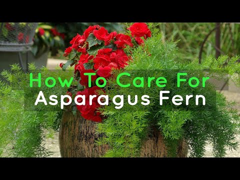 Video: Asparges Fern Care: How To Grow Asparges Ferns