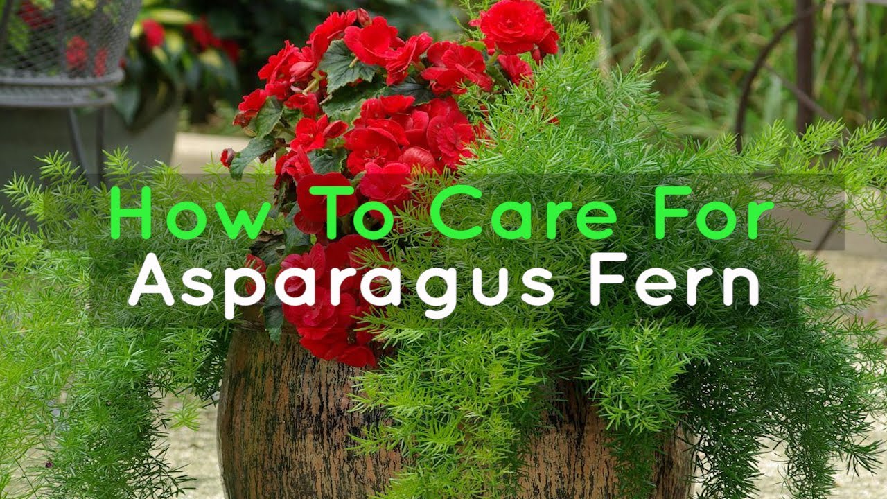 How to Grow and Care for Asparagus Ferns YouTube