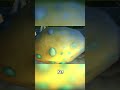 Kurdran Finds Hope in a Gryphon Egg #shorts