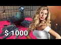 Каждому по $1000! Двухчубые голуби. Tauben. Pigeons. Palomas. Pombos. 비둘기.