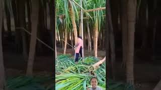 cara kreatif mengolah batang tebu #agriculture #tebu #farming #petanitebu
