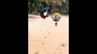 Ruby saw cookies, got to love sister love #rwby #rwbyedit #rubyrose #weissschnee #yangxiaolong