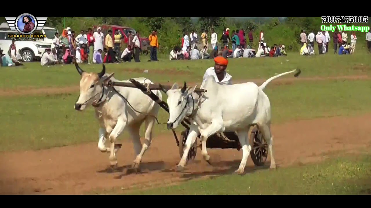 कटिया पट 1st Round 2 Day | katiya pat all video | bailgada sharyat 2021 | pat pratiyogita | Ox Race