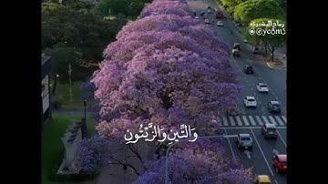 سورة التين اروع تلاوة محمد حسين عامر ❤