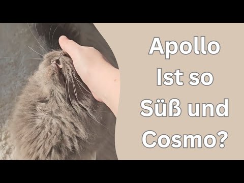 Katze ist neidisch auf seinen Bruder und will die Aufmerksamkeit nur für sich