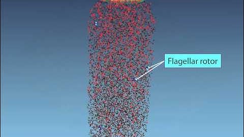 Chemotaxis: Molecular Events