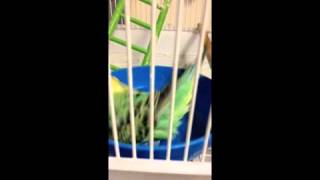 Swimming Talking Parrot by Olga Eriksson 10,807 views 11 years ago 45 seconds