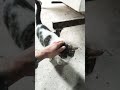 my little cat