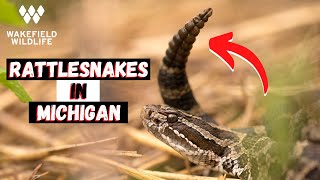 Herping for Massasauga Rattlesnakes in Michigan! Massasauga Rattlesnake