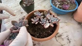 Graptoveria Opalina Sukulent